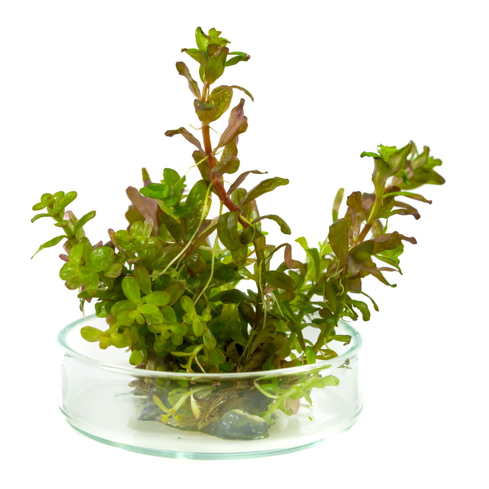 Rotala rotundifolia red 10 sadzonek in vitro